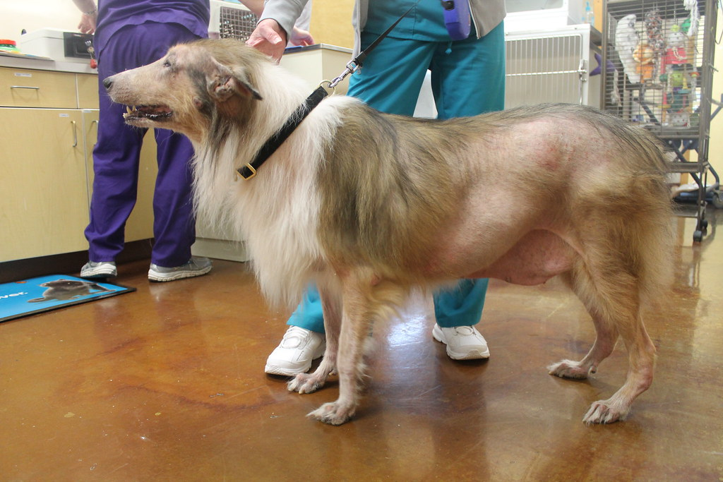 What Causes Hair Loss in Dogs? Here is the Answer : Nature : Science World  Report