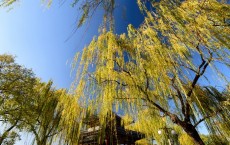 Willow Tree