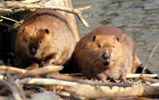 Beavers