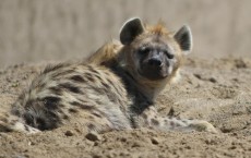 Hyenas Communicate and Send Signals with the Help of Bacteria 