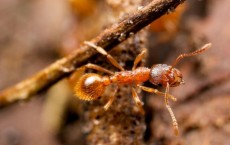 Fire Ant