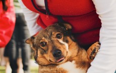 Swedish Vallhund