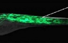 How Muscle Cells Seal Their Membranes