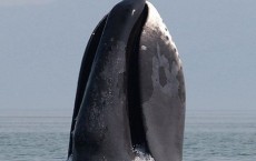 Bowhead Whale