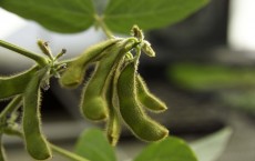 Soybeans