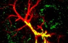 Non-Neuronal Cells