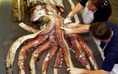 Giant Squid