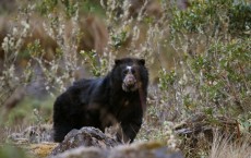 Andean Bear