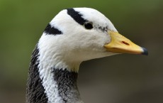 Bar-Headed Goose