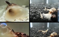 Cone Snails