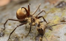 Silk Weaving Ant