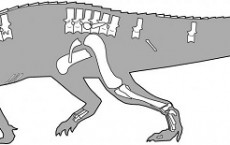  Nundasuchus