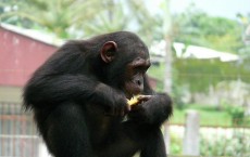 Chimpanzee