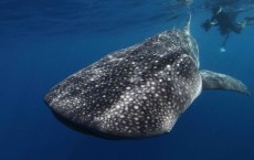 Whale Shark