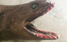 Frilled Shark