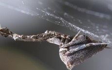 Uloborus plumipes Spider