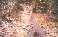 African Golden Cat