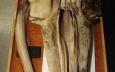 Baleen Whale Skull