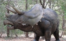 Triceratops controversy continues