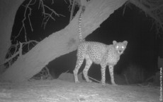 Saharan Cheetah