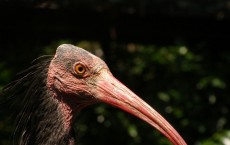 Ibis