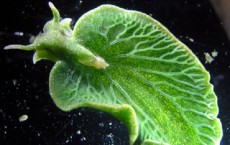 Elysia chlorotica Sea Slug