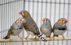 Zebra Finches