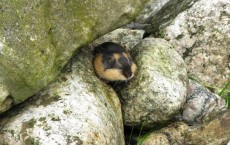 Lemming