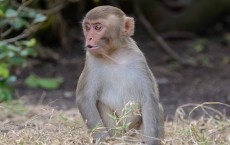 Rhesus Macaque