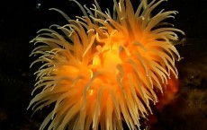 Sea Anemone