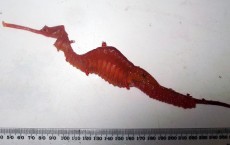 Ruby Seadragon