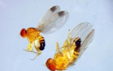 Drosophila suzukii