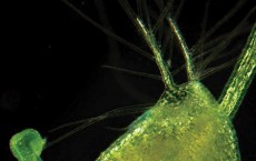 Bladderwort