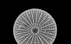 Diatom