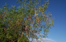 Moringa Seeds