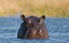 Hippo