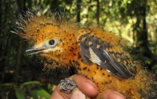 Amazonian Nestling Bird