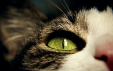 Cat Eye