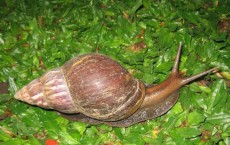 snail