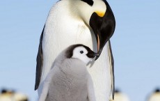 Emperor Penguin