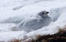 Ptarmigan