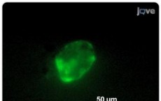 Fluorescent Fibroblast, Printed with an Inkjet Printer