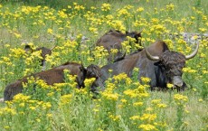 Yak