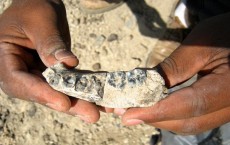 Fossil Jaw