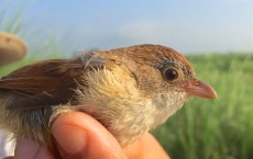 Jerdon's Babbler