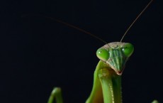 Praying Mantis