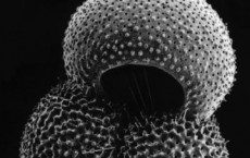 Foraminifera