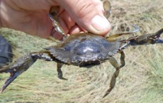 Blue Crab