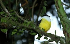 White-Collared Manakin Bird