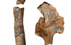 Femur and Hip Fossils